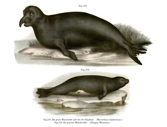 Seeelefant, 1860